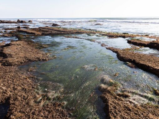 Intertidal Encounters: Plastic Surface